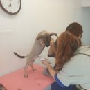 쏭트리밍 이미지