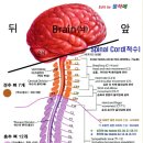 척수신경 해부학적 구조 (전남대학교 병원 6B) 이미지