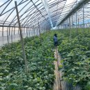 유기농대추토마토 소식 이미지