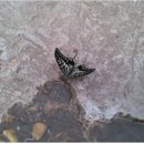 시창작 입문 이미지