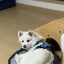 미용해·독 | 부산 초읍 연지동 애견 미용 독DOG도 내돈내산 후기