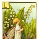 릴리플라워 이미지