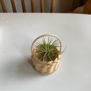 이오난사 미니라탄바구니 이미지