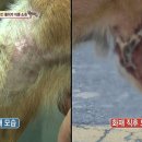 똘이2 이미지