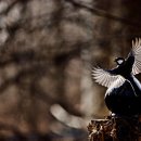 새야새야 이미지