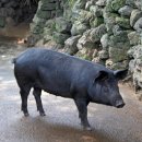 친절축산농장 이미지