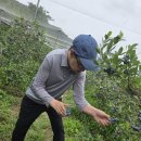 가정농촌체험휴양마을 | [서장복: 기록] 🍇달콤함이 한가득! 주간활동센터 잼잼(Fruit) 수확 체험 현장 🍑✨