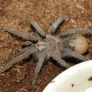 인터매니아 이미지