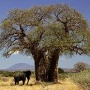 바오밥나무 이미지