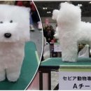 네모강아지 이미지