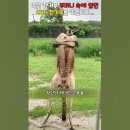 죽은 어미 캥거루 주머니 속 아기 캥거루를 데려다 키우자 이미지