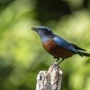 Chestnut-bellied Rock Thrush 수컷 이미지
