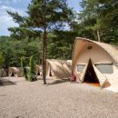 소나무세상 이미지