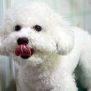 비비펫미용 이미지