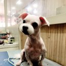 뷰티펫하우스 이미지