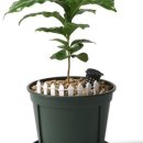 예쁜커피나무 이미지