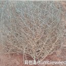 회전초(tumble weed) 이미지