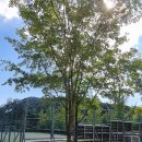 판문산 체육기구 1(체육장2 아래) | [울산] 산내음이 물씬 나는 아이들과 산책하기 너무 좋은 울주 언양 관광지, 자드락숲