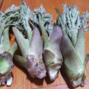 호접치자연팜 이미지