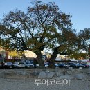 로또사과 이미지