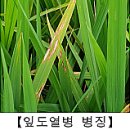 삼광사료 | 2025년 식량작물 병해충 발생정보(9호)