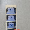 펫존&견생컷 이미지