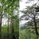 8월 정기산행 - 금강소나무 숲길(4구간) 이미지