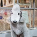 달이네애견미용실 이미지