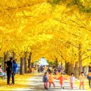 [마을배움터] 자연의 색을 물들이다 | 경남 가볼만한곳 은행나무 단풍 명소 베스트5, 황금빛 가을 추억