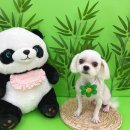 멍발란스 이미지