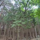 성주산자연휴양림 | 보령 가볼만한곳 성주산자연휴양림