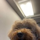 호다닥쑥 이미지