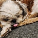 오늘도 귀엽개 이미지