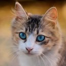 청수동물병원 | “단순한 물이 아닙니다.” 반려동물의 세포 속까지 스며들어 작은 기적을 만드는 태청수 이야기