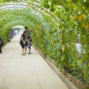 담쟁이농장 이미지