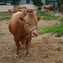 상기농장 이미지