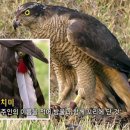 시치미 이미지
