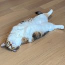 짝궁펫 | [후기]2025 궁디팡팡 캣페스타 일산 사냥후기