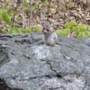 다람쥐민박 이미지