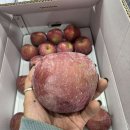 거창 칼슘보르도액 사과!!!!! 이미지