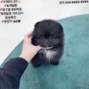 수원시 팔달구 중부대로183번길 | 강아지 건강을 위한 털 관리 꿀팁, 수원 팔달구 강아지분양 알아보기