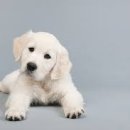 동물병원 산책 이미지