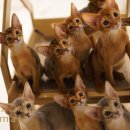 캐터리 페르마타 이미지