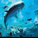 아쿠아리움 이미지