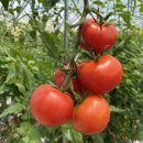 상포농장 이미지