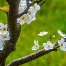 과수원길 이미지