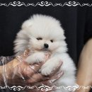 미스터앤 미세스멍 원주점 | 원주강아지분양 따뜻함을 느끼다