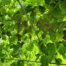 찬호농장 이미지