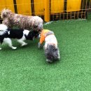 놀러오개 강아지 픽드랍 이미지