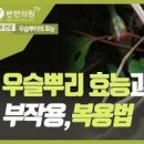 우슬 효능 2가지 우슬즙 우슬뿌리차 관절에 좋은 약초 이미지